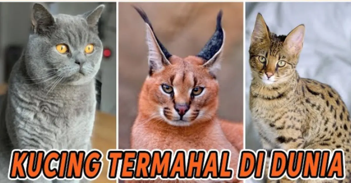 Dianggap sebagai makhluk penetralisir energi negatif, kucing merupakan salah satu jenis hewan yang paling banyak dipelihara oleh manusia.