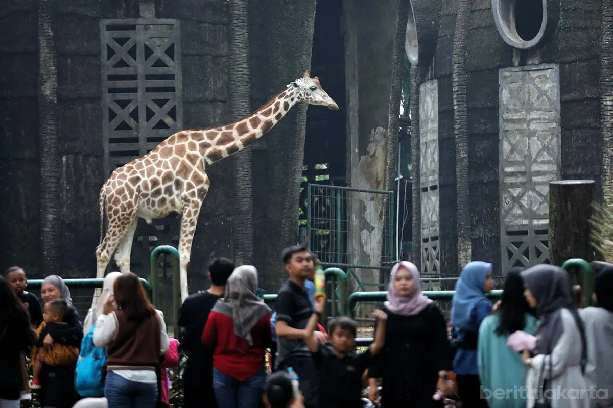 Taman Margasatwa Ragunan (TMR), Pasar Minggu, Jakarta Selatan, menyiapkan beragam kegiatan menarik untuk memeriahkan perayaan Hari Ulang Tahun (HUT) ke-499 Kota Jakarta. (Sumber: beritajakarta.id | Foto: beritajakarta.id)