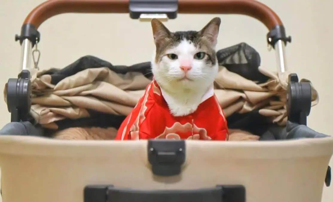 Sebagaimana kucing pada umumnya, Prabowo mengingat sosok Bobby karena kebiasaannya yang senang menandai wilayah dengan air urin.