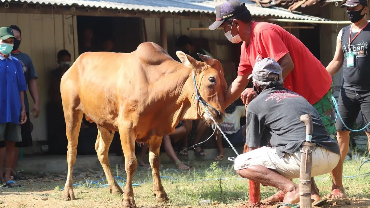 Persiapan untuk Idul Adha, Inilah Delapan Jurus Paling Ampuh Menghilangkan Aroma Tidak Sedap pada Daging Kurban