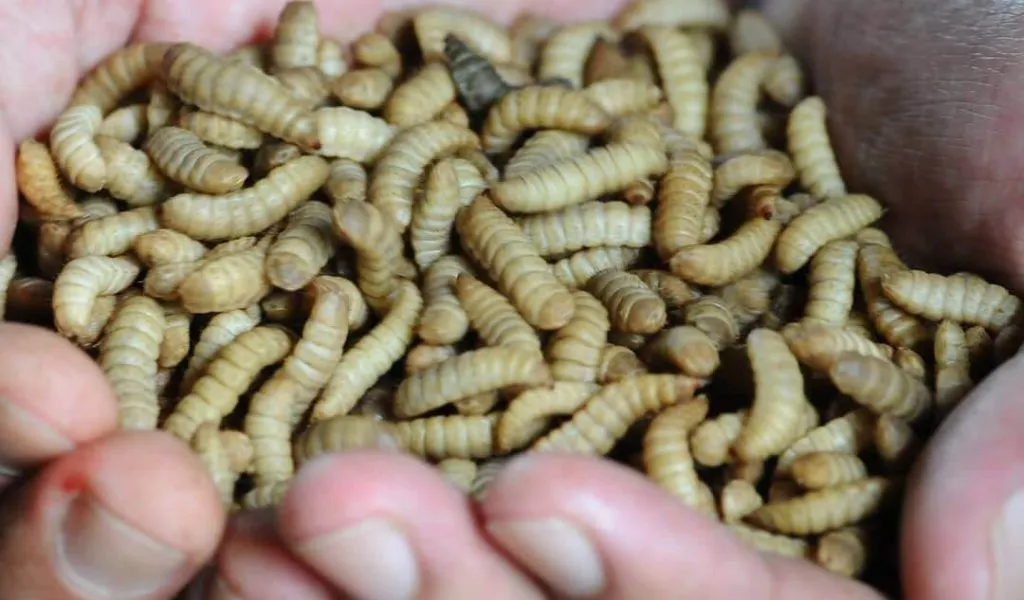 Maggot Jadi Sumber Ekonomi Baru Bagi Warga Jakarta, DLH Beri Fasilitas Marketplace Jual Beli