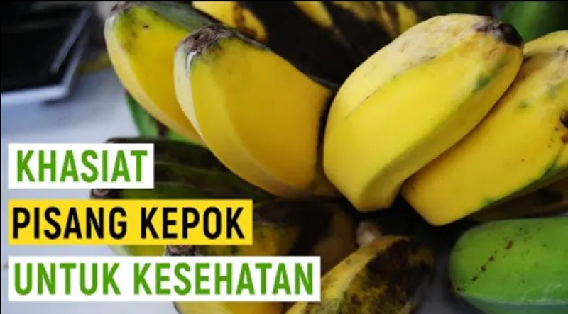 Pisang Kepok merupakan salah satu jenis tanaman rumput yang memiliki banyak manfaat bagi kesehatan tubuh.