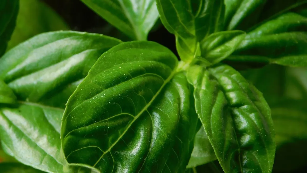 Salah satu solusi alami untuk menjaga daya tahan tubuh selama musim hujan adalah dengan mengonsumsi obat herbal tradisional.