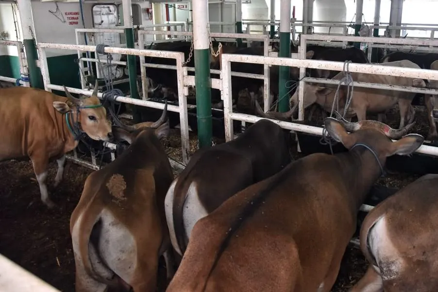 Daftar Harga Sapi Kurban 2025 di Jakarta, Mulai Rp13 Jutaan Jelang Idul Adha 1446 H