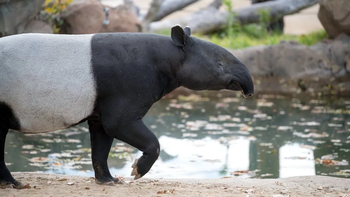 Ternyata meskipun halal, konsumsi tapir tetap tidak diperbolehkan alias dilarang demi menjaga kelestariannya di alam.