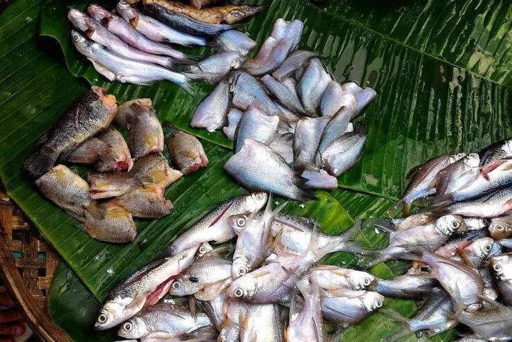 Menurut laporan terbaru dari Perserikatan Bangsa-Bangsa (PBB), ikan terbaik untuk kesehatan juga banyak tersedia di Indonesia.