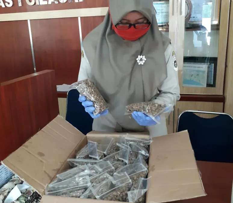 Biji kelor kini masuk dalam jajaran komoditas ekspor unggulan Indonesia bahkan permintaan pasar dari luar negeri terus meningkat setiap tahunnya. 