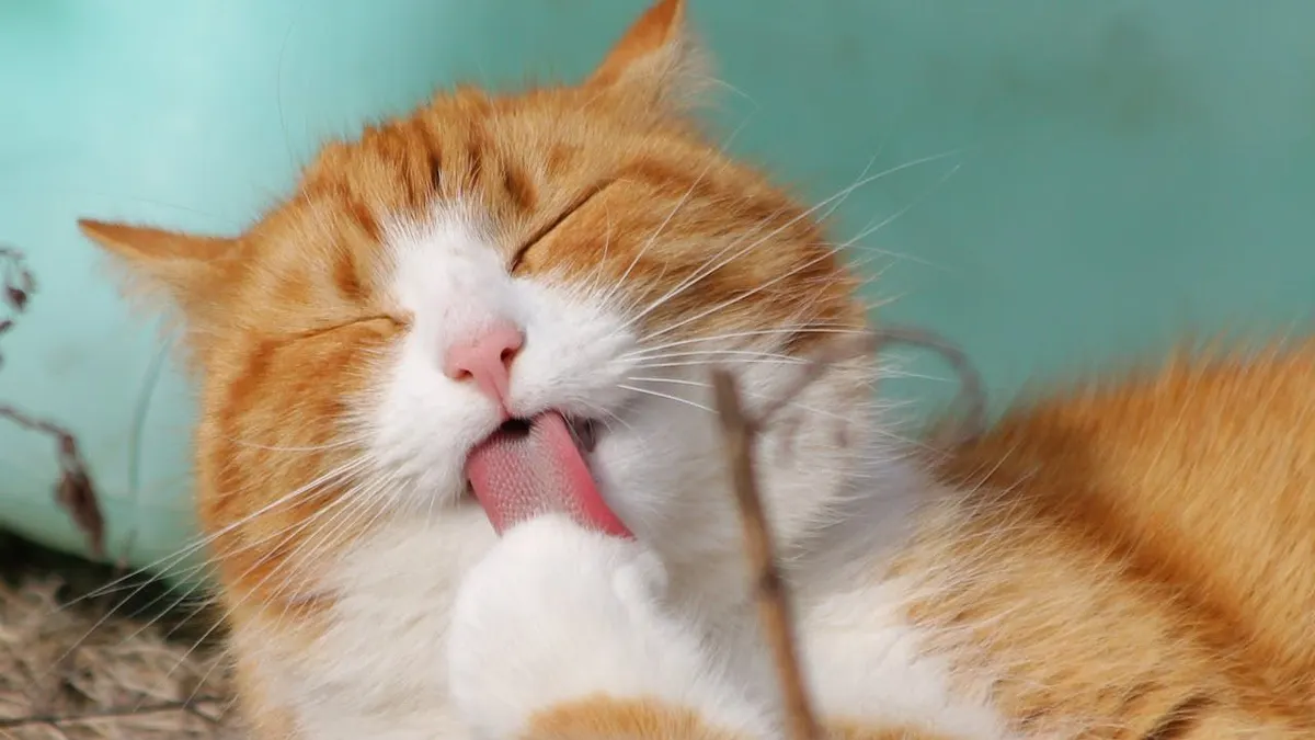 Nah, bagaimana sebenarnya hukum air liur kucing dalam Islam? Apakah itu bisa membatalkan wudu atau membuat tubuh menjadi najis?