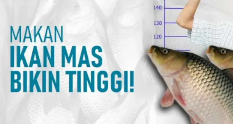 Ikan Mas bukan hanya enak disantap tetapi juga memiliki banyak manfaat&nbsp;seperti meningkatkan kecerdasan anak hingga menambah tinggi badan.