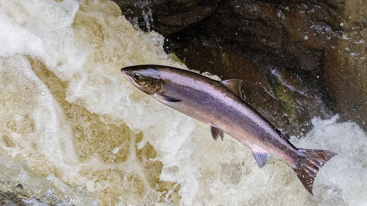 Ikan salmon salah satu hewan yang memiliki khasiat obat 