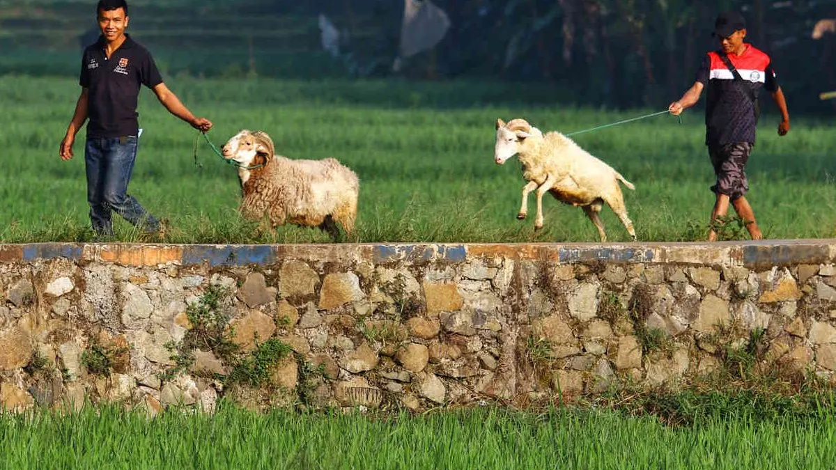 Warga membawa kambing menuju masjid untuk berkurban Hari Raya Iduladha.