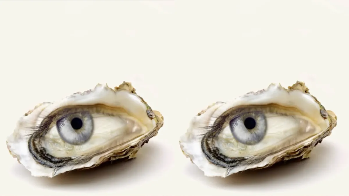 Tes Kepribadian: Lihat Mata atau Kerang?