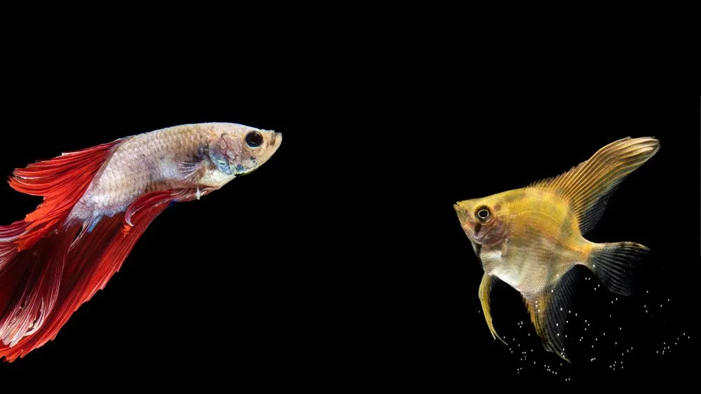 Sebagai pertimbangan untuk memulai ide usaha, berikut jenis ikan hias yang dapat dilakukan atau dibudidayakan dengan mudah di rumah.