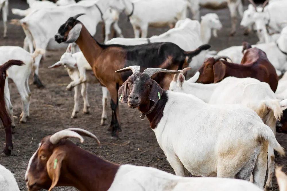 Hewan Kurban Kambing