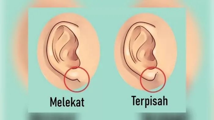 Ada banyak cara yang bisa dilakukan untuk mengetahui kepribadian seseorang, salah satunya melalui bentuk telinga yang mereka miliki.
