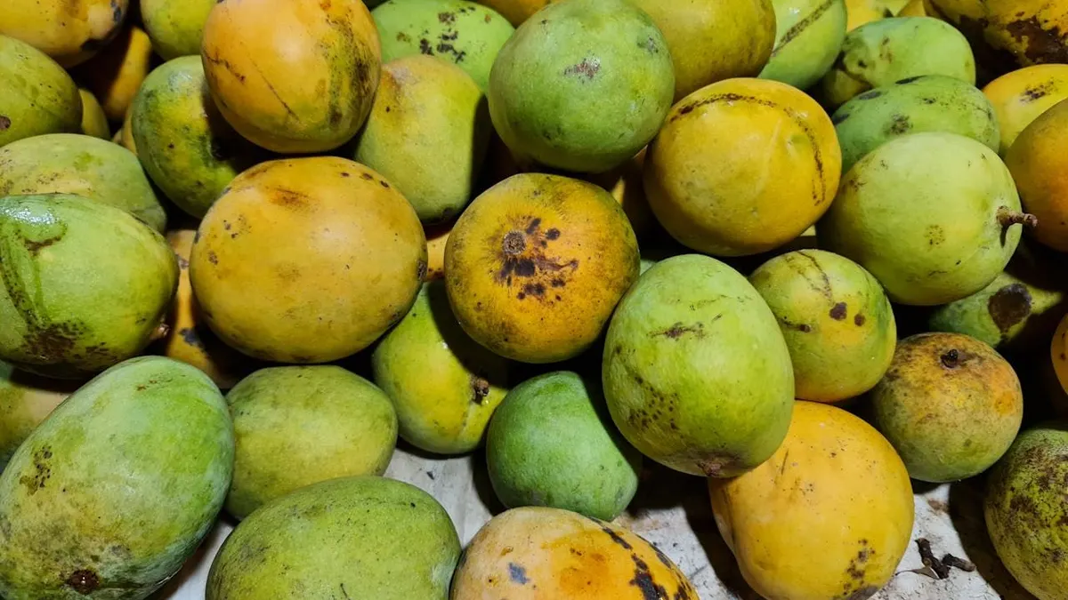 Berdasarkan data Badan Pusat Statistik (BPS), setidaknya ada empat daerah penghasil buah mangga terbesar di DKI Jakarta.