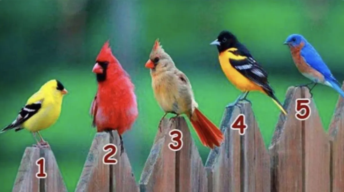 Tes Kepribadian: Yuk Ungkap Karakter Aslimu dengan Pilih Salah Satu di Antara 5 Burung yang Paling Menarik Perhatian Kamu!
