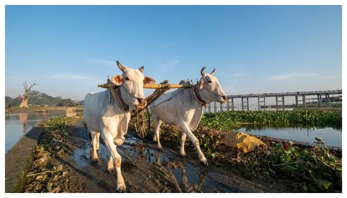 Sapi