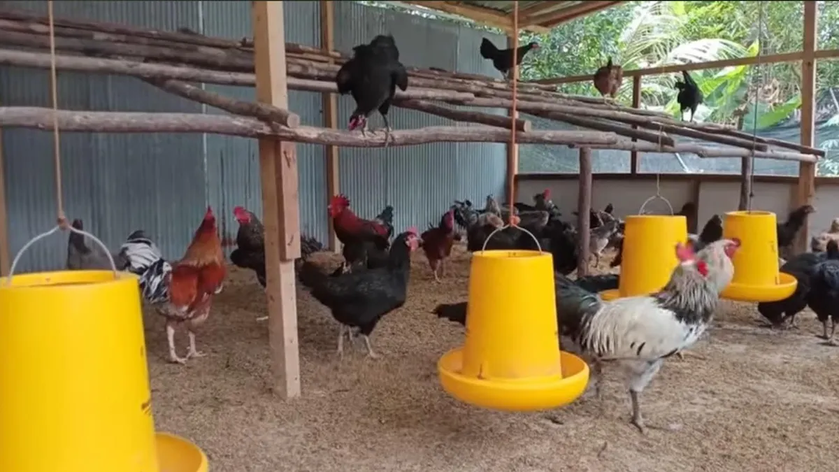 Beternak hewan tentunya dapat menjadi salah satu pilihan bisnis untuk mendapatkan penghasilan.