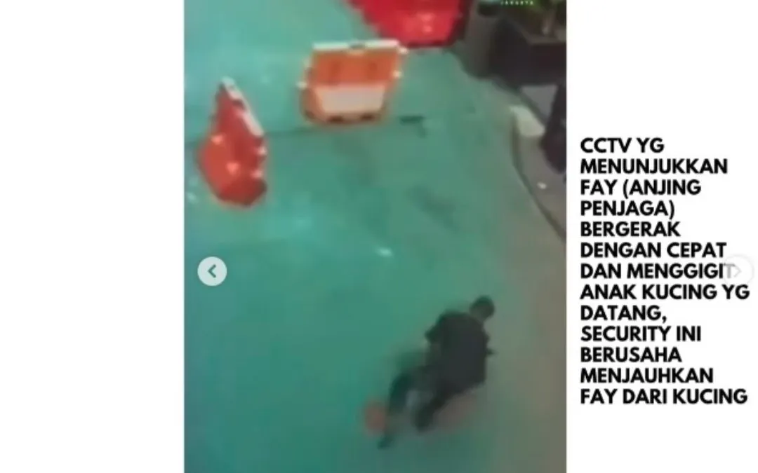 Ramai Kasus Satpam Pukul Anjing, Deretan Fakta Menarik Anjing Belgian Malinois