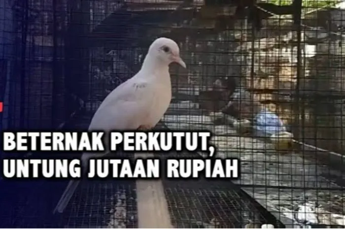 Mengembangkan usaha beternak burung perkutut sedang ramai diminati oleh kalangan pecinta burung berkicau.