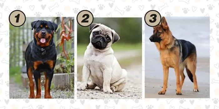 Tes Psikologi: Pilih Salah Satu Anjing yang Kamu Suka dan Ungkap Bagaimana Gaya Komunikasimu