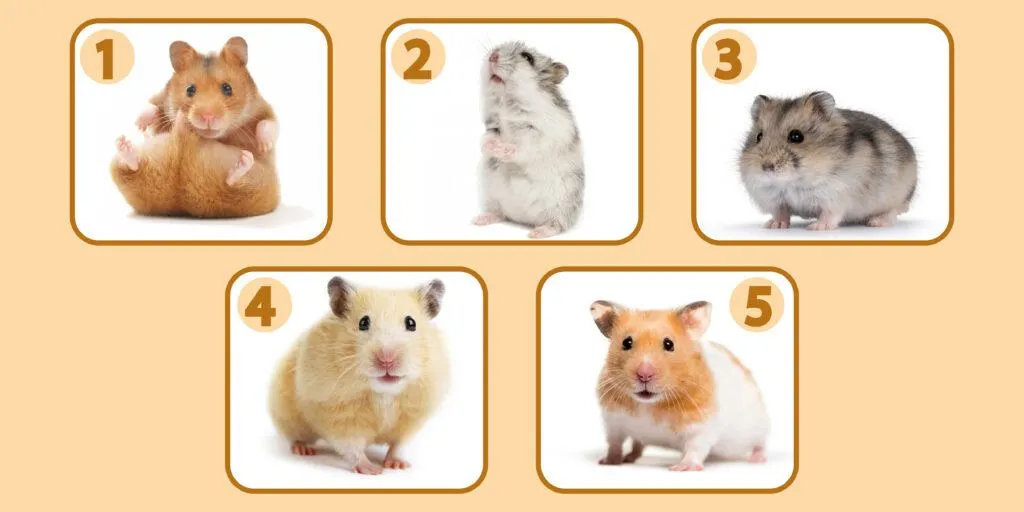 Tes Psikologi: Apa yang Orang Lain Pikirkan Tentangmu dari Gambar Hamster yang Kamu Pilih
