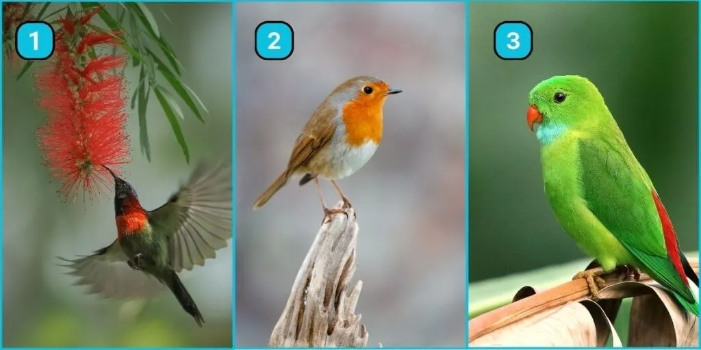 Tes Psikologi: Manakah Burung yang Kamu Suka? Pilihanmu Bisa Mengungkap Kualitis Dirimu yang Tersembunyi