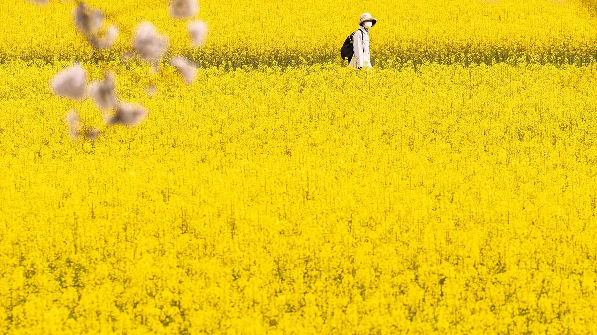 Ilustrasi psikologi warna kuning