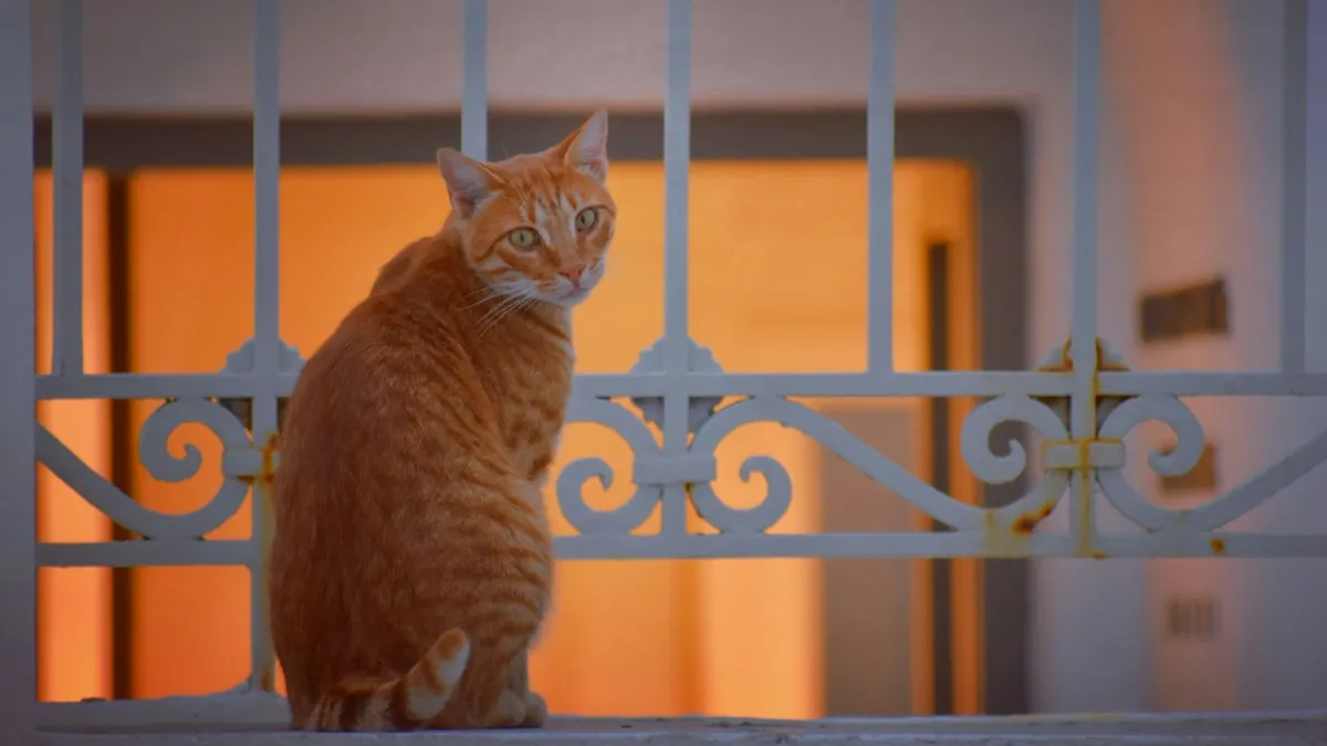 Hilangnya para Kucing Liar secara misterius setiap kali perayaan Idul Adha tersebut, juga sempat dipertanyakan oleh sebagian kalangan.