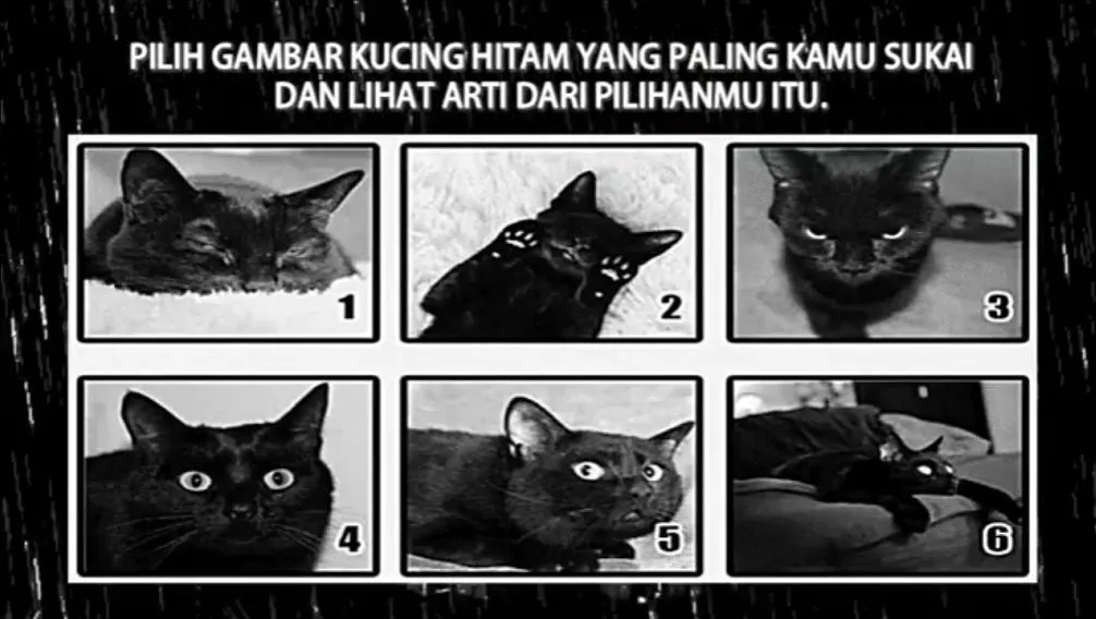 Pada tes psikologi kali ini, kamu akan diajak memilih kucing hitam yang kamu sukai untuk mengungkap apa masalah kamu di masa depan.
