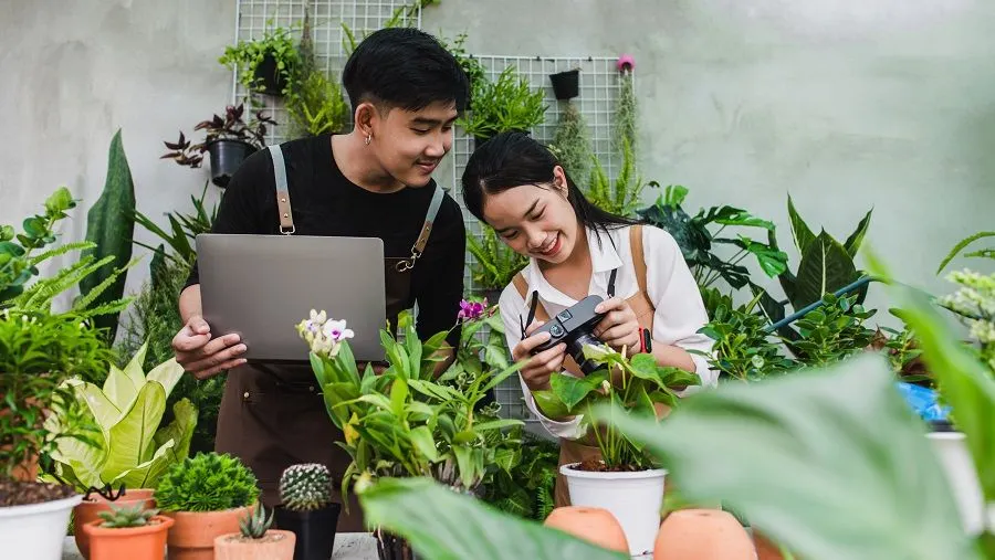 Referensi bisnis tanaman ini memiliki masa panen singkat, dapat dipanen berkali-kali, perawatan mudah, dan memiliki prospek yang menjanjikan.