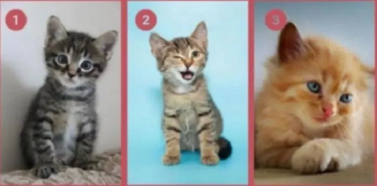 Ilustrasi tes kepribadian lewat kucing kesukaan