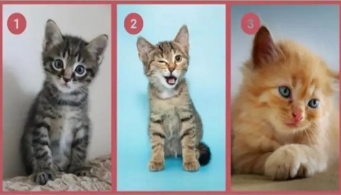 Tes Kepribadian: Pilih Kucing Mana yang Paling Menarik? Ketahui Kamu Sosok yang Bisa Diandalkan atau Tidak