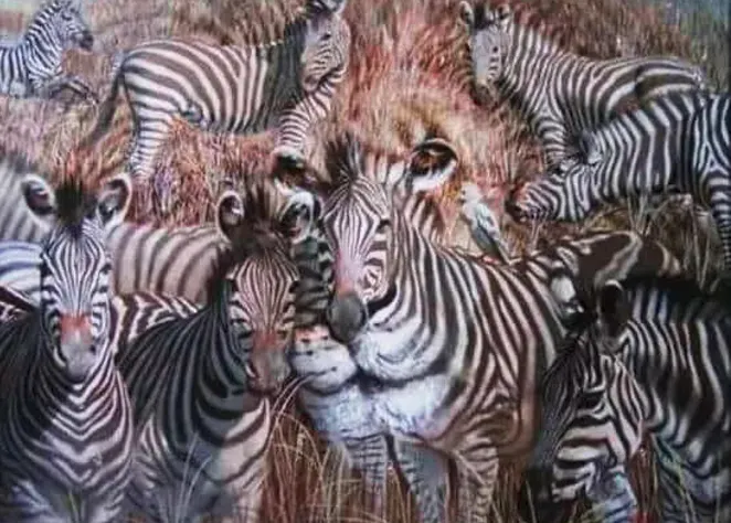 Tes Kepribadian: Lihat Zebra, Singa, atau Burung? Cari Tahu Apakah Kamu Egois, Perfeksionis, atau Humoris dari Gambar Pertama yang Kamu Lihat