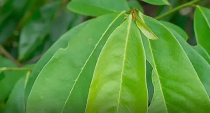 Foto Ilustrasi Daun Sirsak Baik Bagi Kesehatan dengan Manfaat Alami