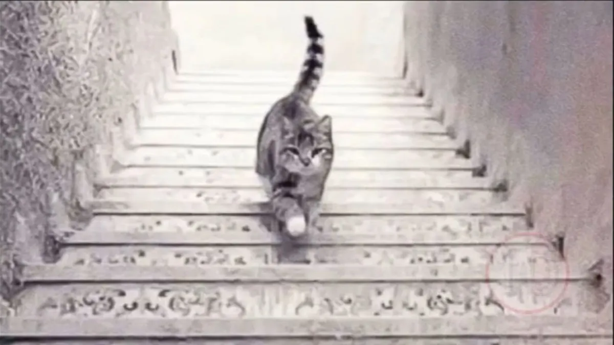 Tes Psikologi : Kucing Ini Turun Tangga atau Naik Tangga?