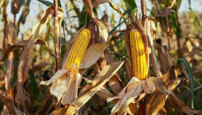 Pada 2024, Indonesia diperkirakan akan mencatat peningkatan yang signifikan dalam sektor pertanian jagung.