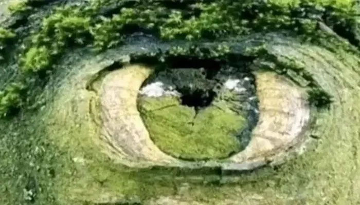 Tes Kepribadian: Mata atau Pepohonan Gambar yang Pertama Kali Kamu Lihat?