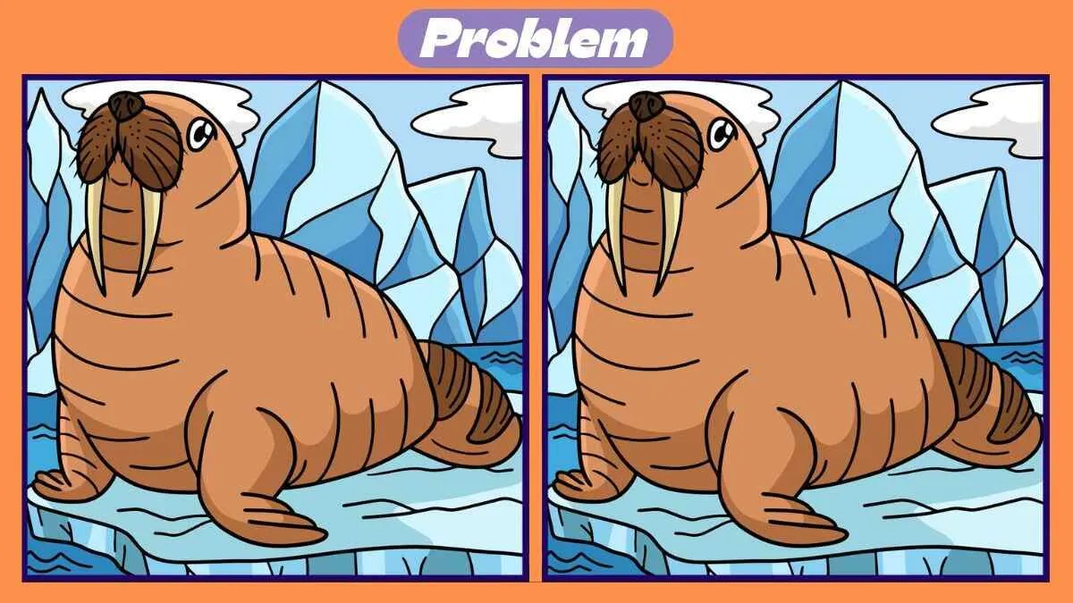 Tes IQ: Pertajam Keterampilan Observasi, Ayo Temukan 3 Perbedaan pada Gambar Walrus!