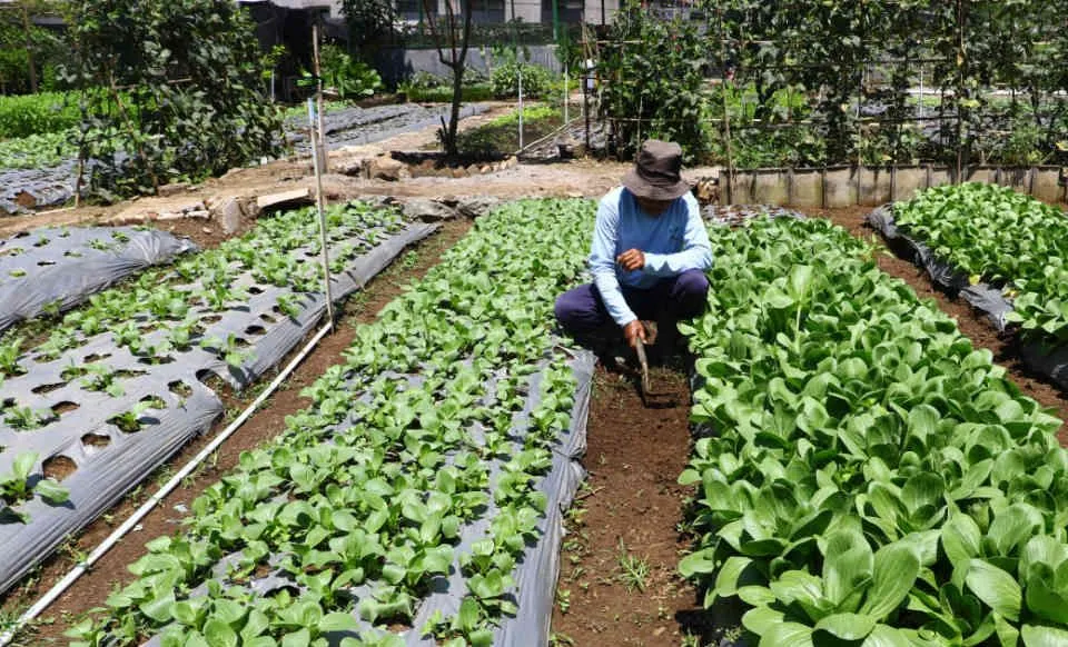 Warga merawat sayuran di Buruan Sae Boemi Tani Singgasana Kota Bandung, Senin, 13 Maret 2023.