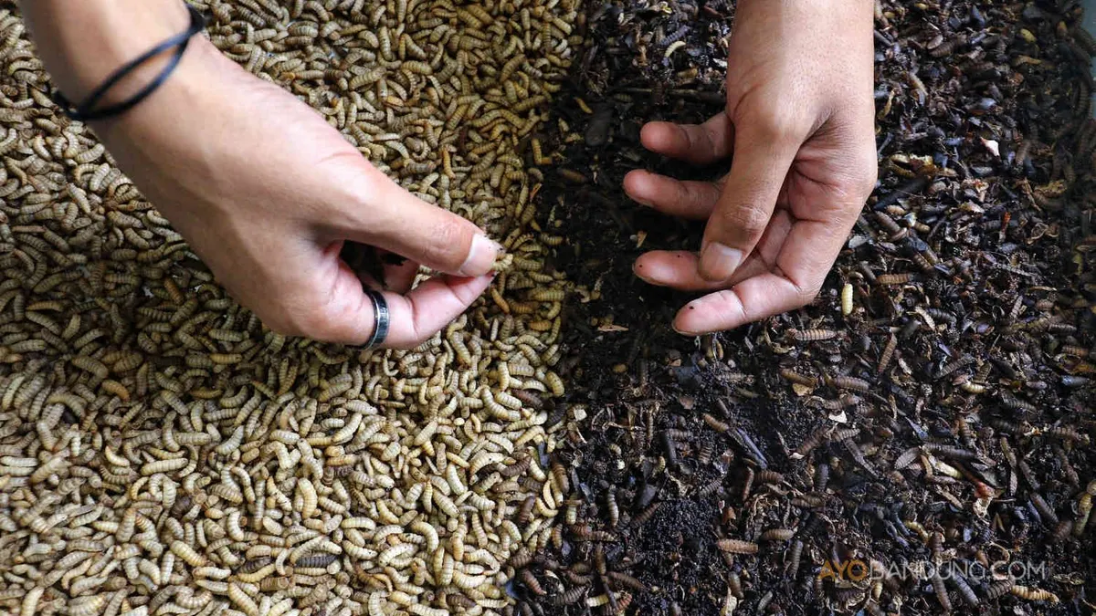 Warga memberi pakan larva lalat black soldier fly (BSF) atau maggot dengan sampah organik di Liogenteng, Kelurahan Nyengseret, Kecamatan Astanaanyar, Kota Bandung, Senin 20 Mei 2024. 