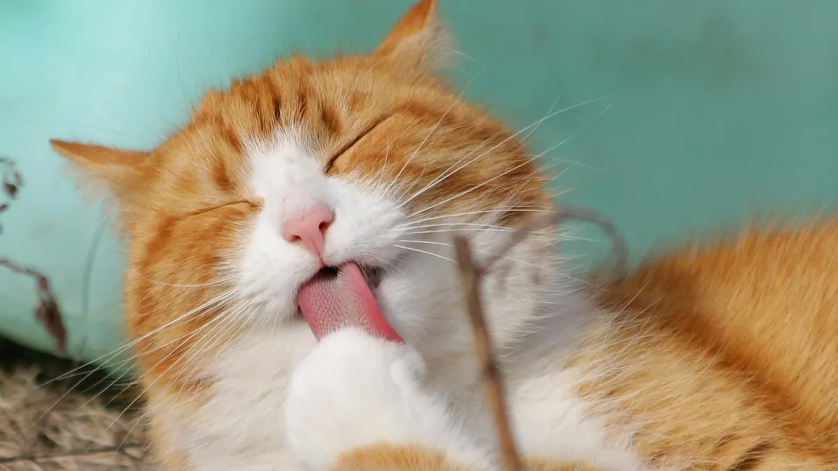 Ilustrasi. Hal-hal yang Dilakukan Kucing untuk Menunjukkan Dia Sangat Sayang Kepadamu