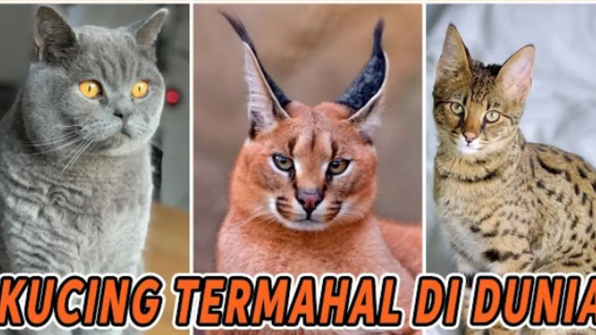 Dianggap sebagai makhluk penetralisir energi negatif, kucing merupakan salah satu jenis hewan yang paling banyak dipelihara oleh manusia.