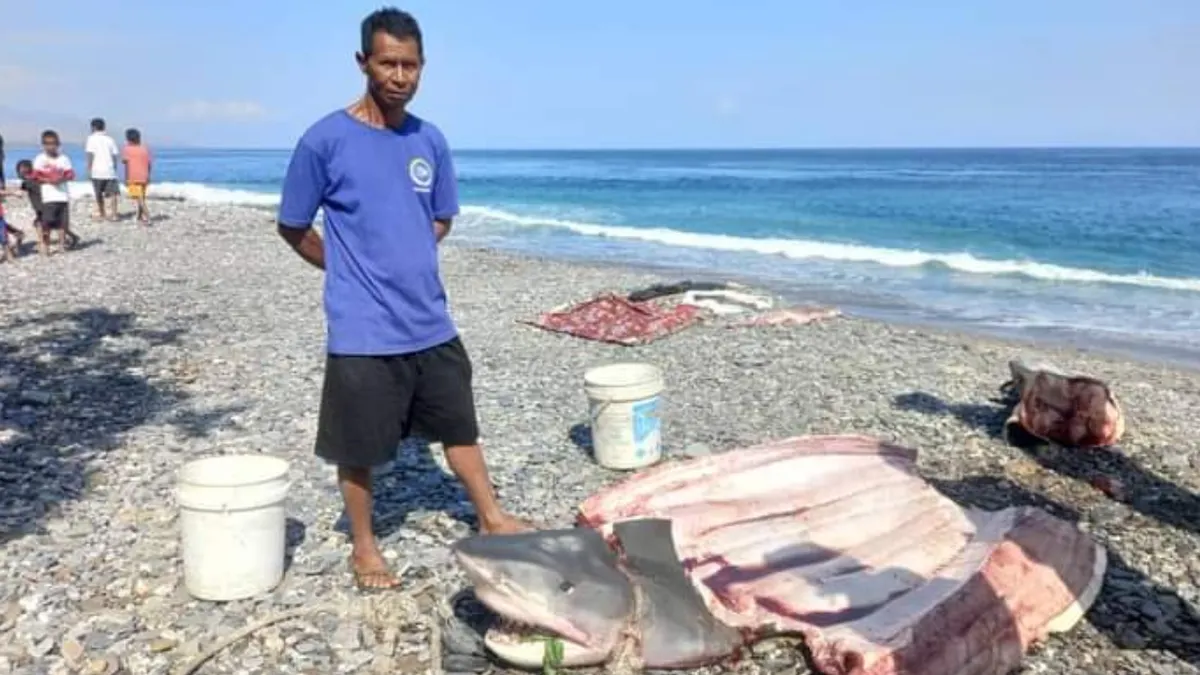 Penemuan potongan tubuh manusia di dalam perut ikan hiu yang diduga merupakan tangan Colleen juga sempat dicurigai oleh sejumlah warganet.