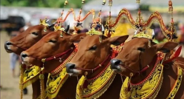 7 Tradisi Unik Menyambut Perayaan Idul Adha yang Hanya Ada di Indonesia, Salah Satunya Sapi Harus Dirias