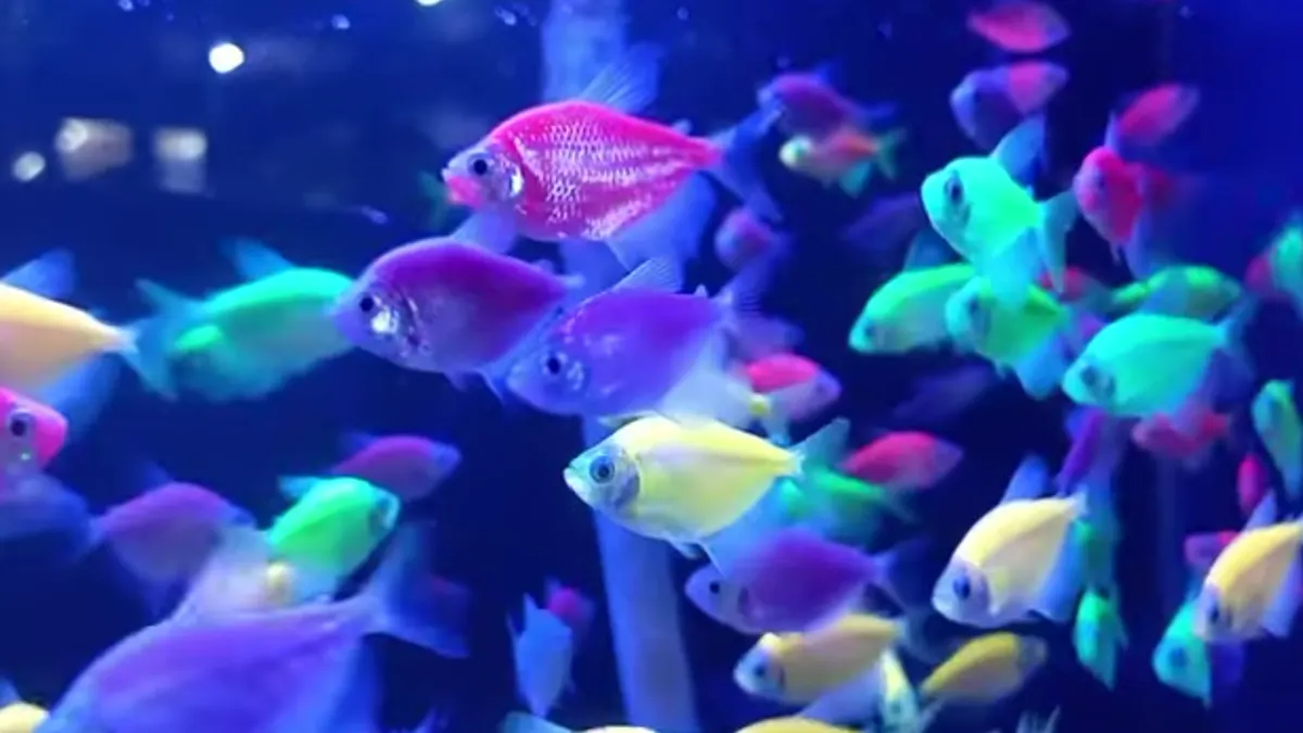 Relatif mudah dilakukan, keuntungan yang diperoleh atau didapat dari menjalankan ide usaha ikan hias juga bisa menembus angka jutaan.