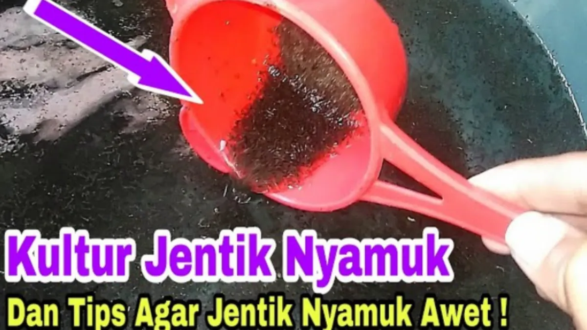 Ketersediaan jentik nyamuk (encuk) bisa menjadi ide usaha dengan peternakan ikan atau pemilik ikan hias sebagai segmentasi sasaran pasar.