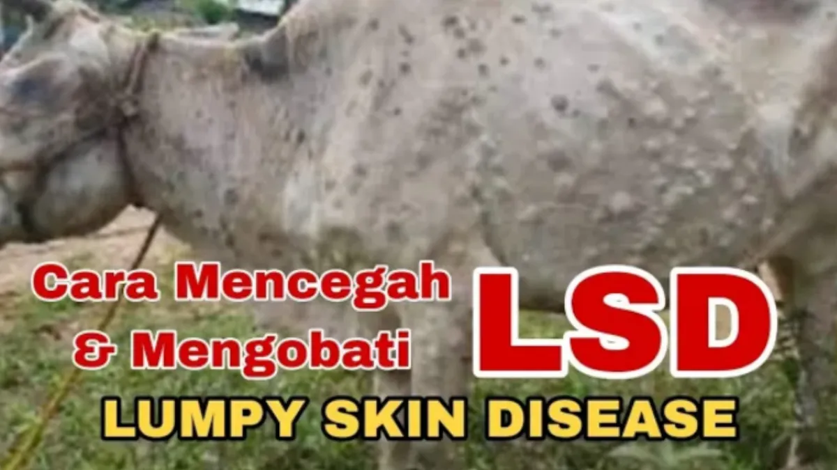 Munculnya Virus Lato-Lato pada Hewan Kurban