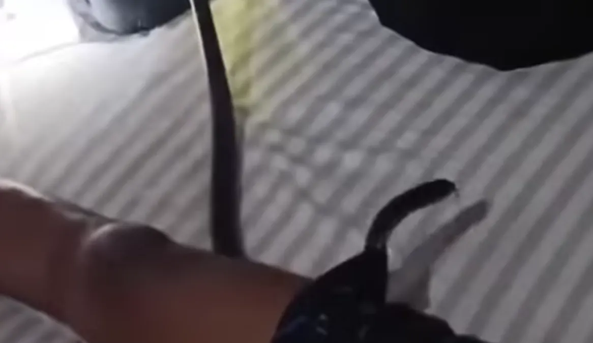 Viral! Asyik Tidur Lelap, Celana Boxer Pria di Thailand Kemasukan Ular Kobra